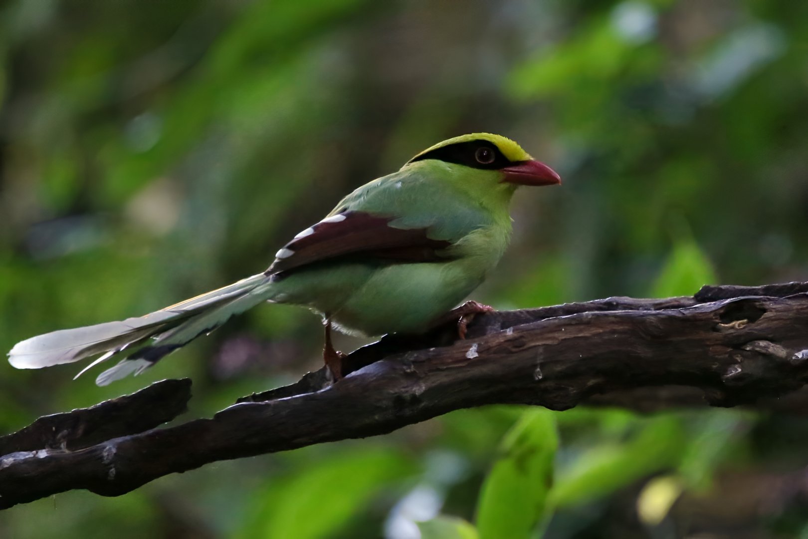 Common Green Magpie (Cissa chinensis)