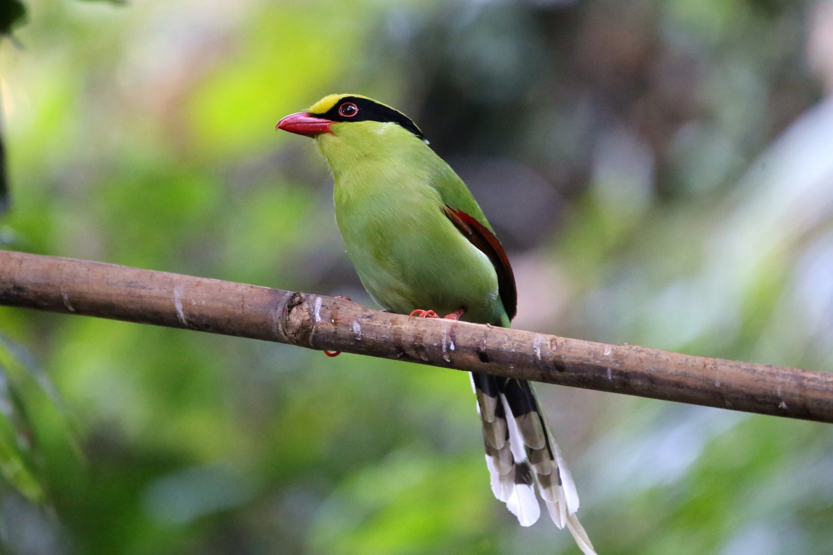 Common Green Magpie (Cissa chinensis)