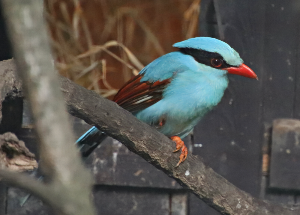 Common green magpie (Cissa chinensis)