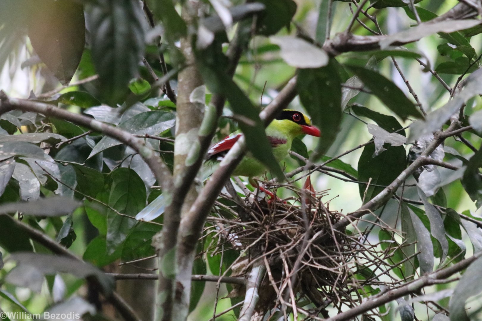 Common Green Magpie Feeding Chicks on Nest - Kaeng Krachan National Park