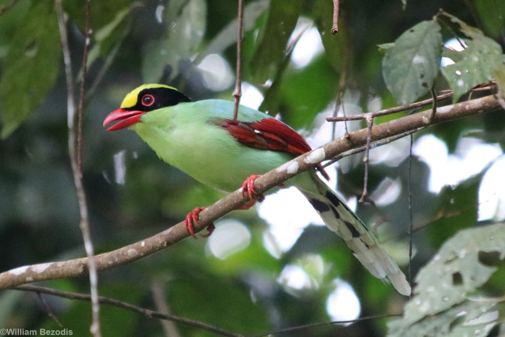 Common Green Magpie - Fraser's Hill