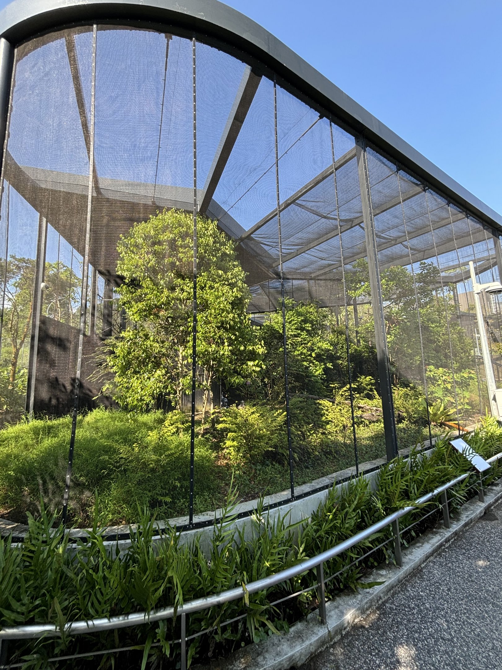 Common Green Magpie + Victoria Crowned Pigeon