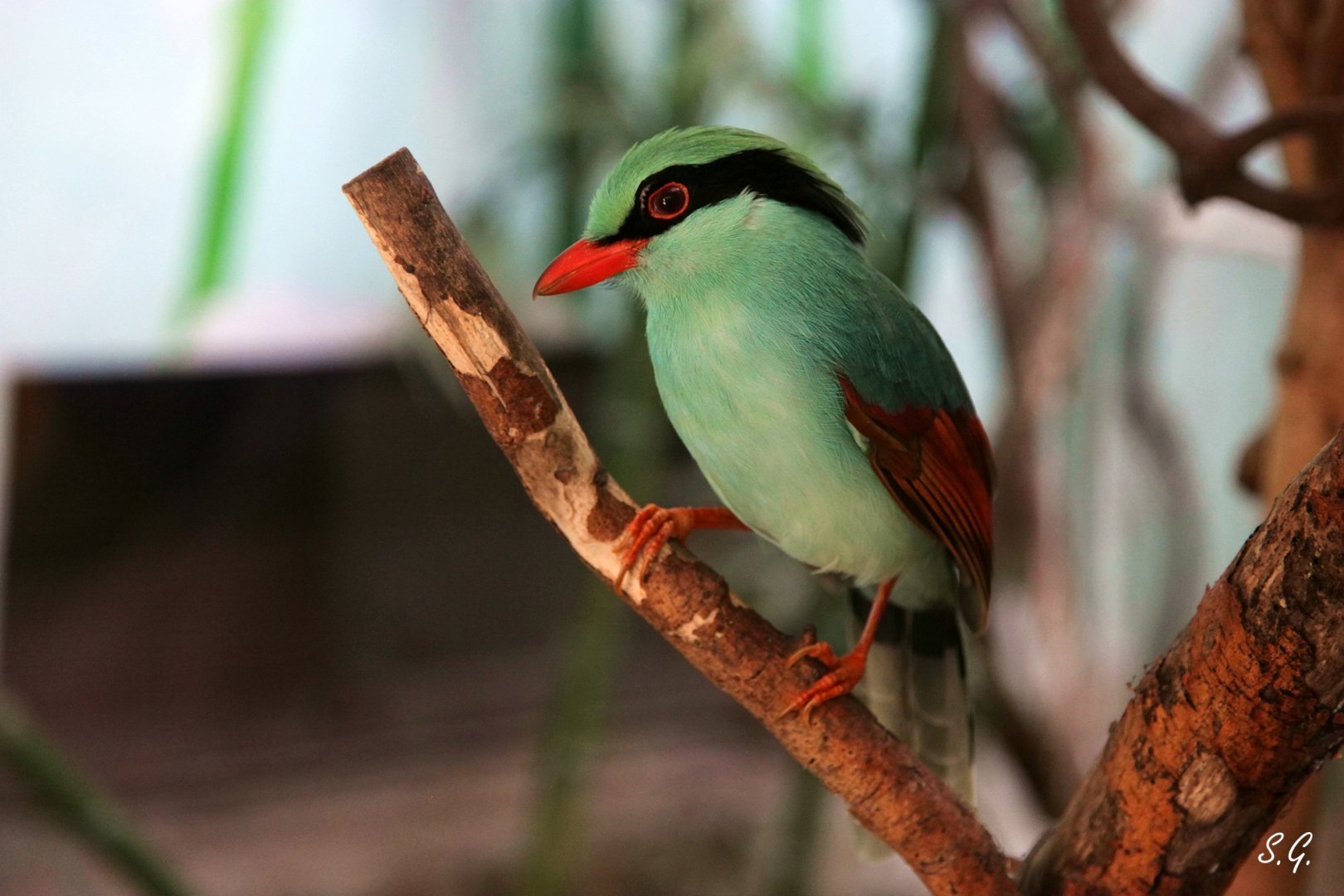 Common green magpie