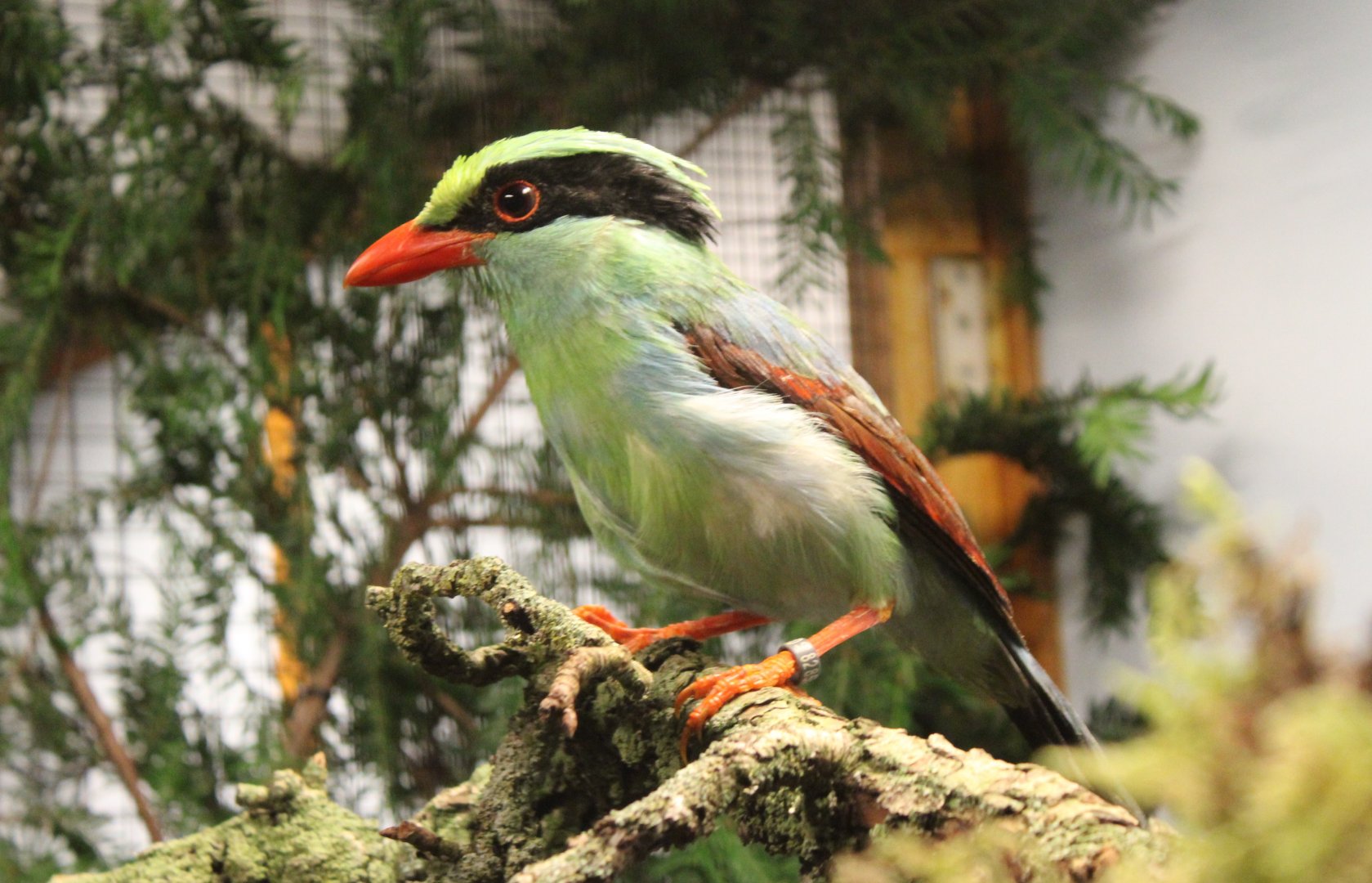 Common green magpie