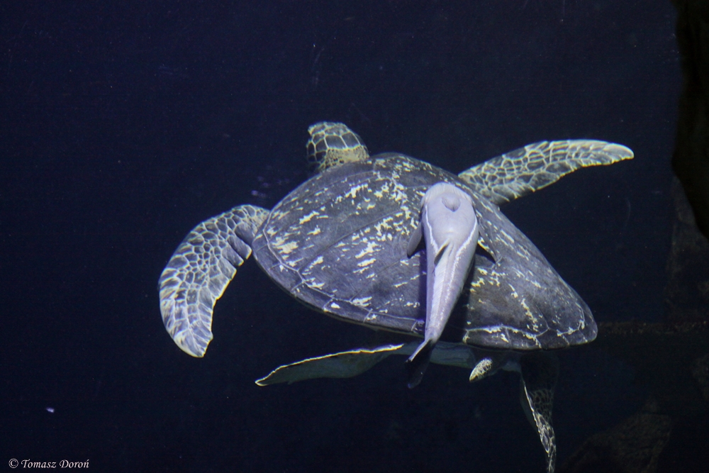 Common Green Turtle (Chelonia mydas)