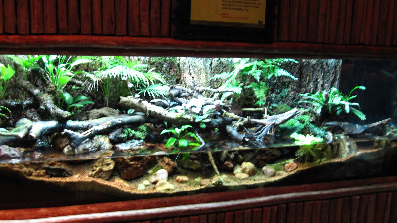 Common Greenback vivarium, Fragile Forest exhibit
