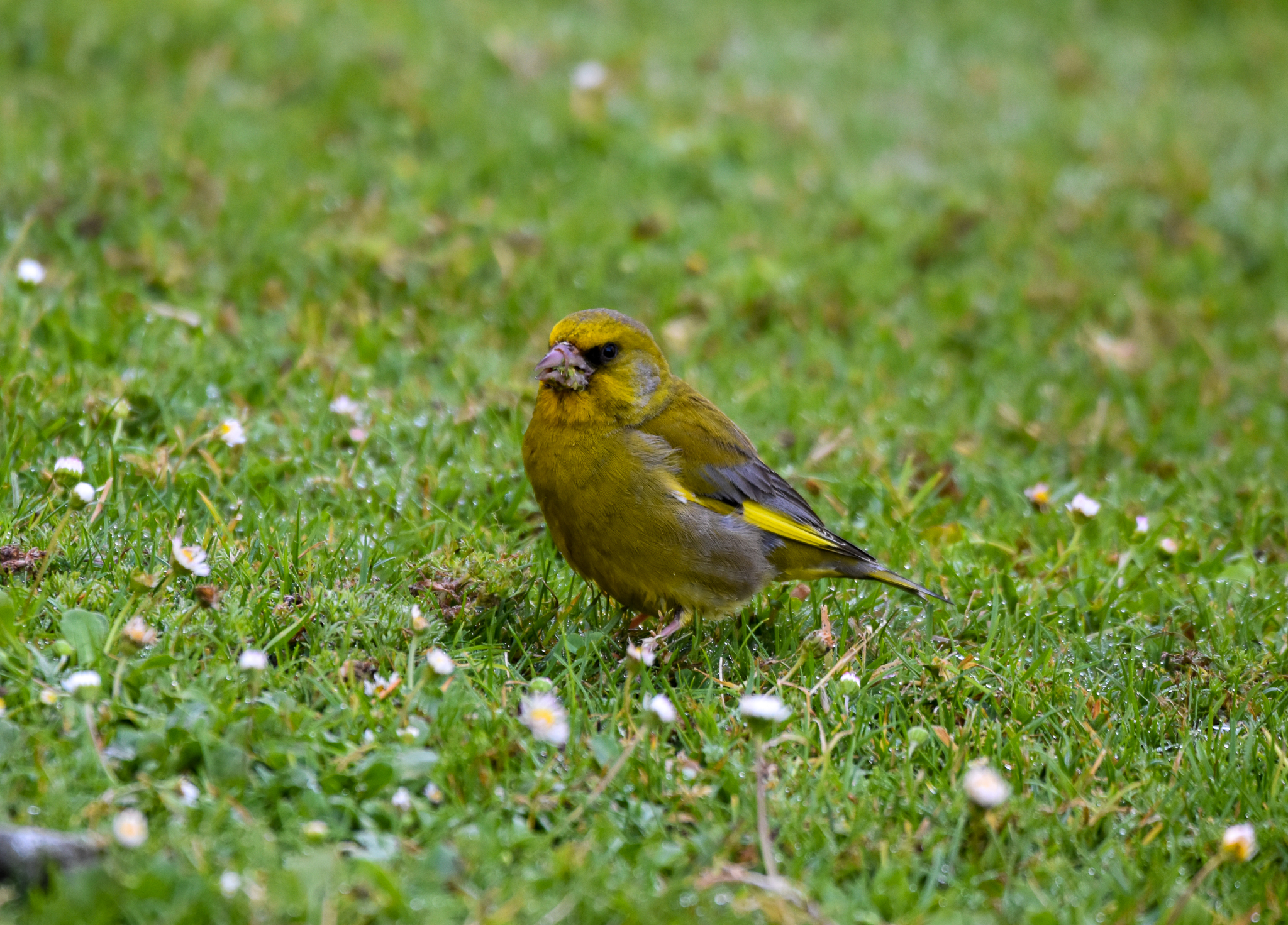 Common Greenfinch