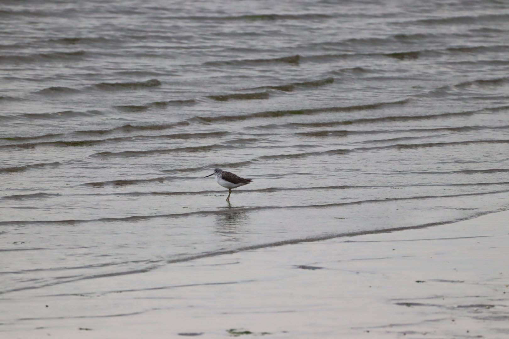 Common Greenshank
