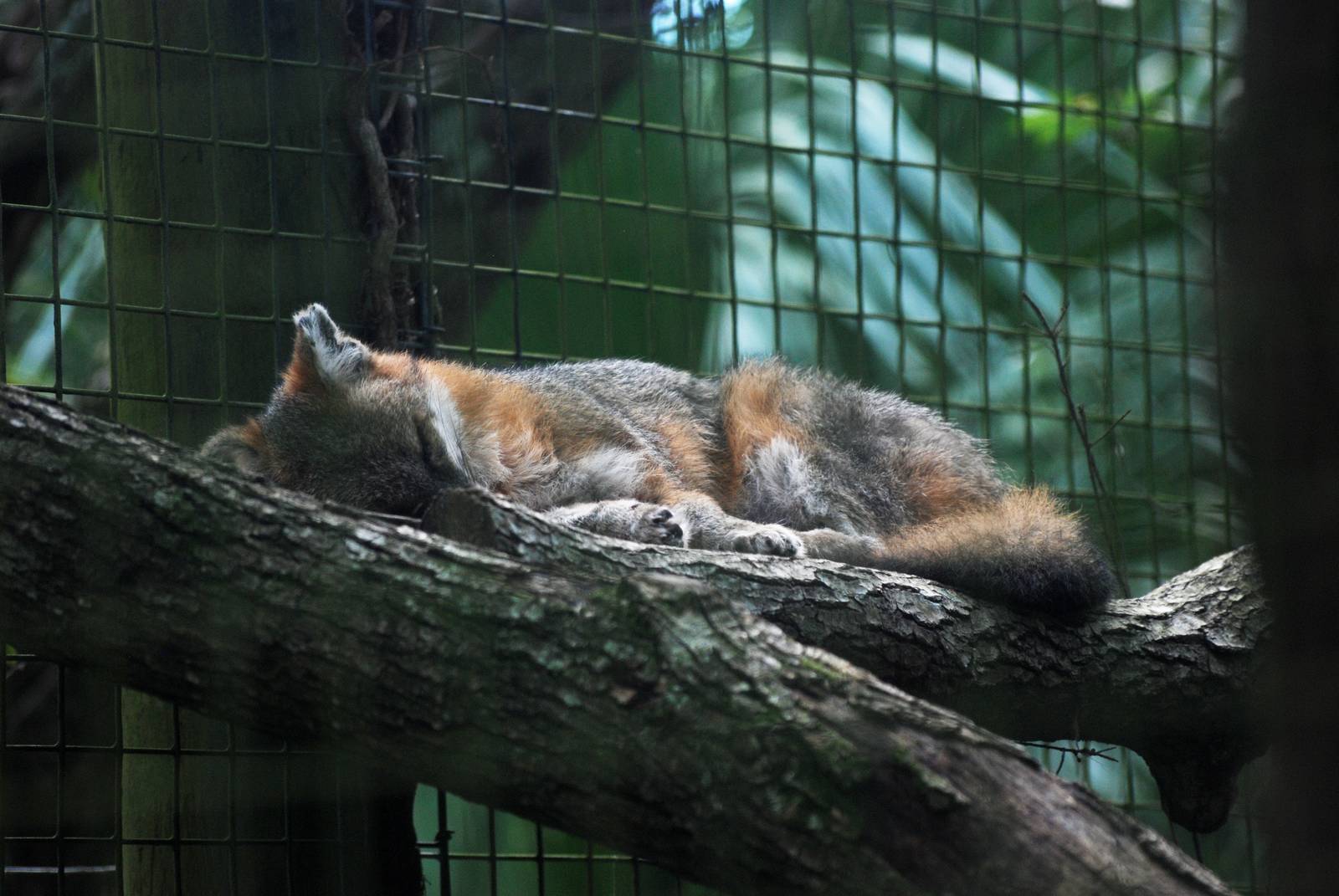 Common Grey Fox at Brevard, 14/10/13