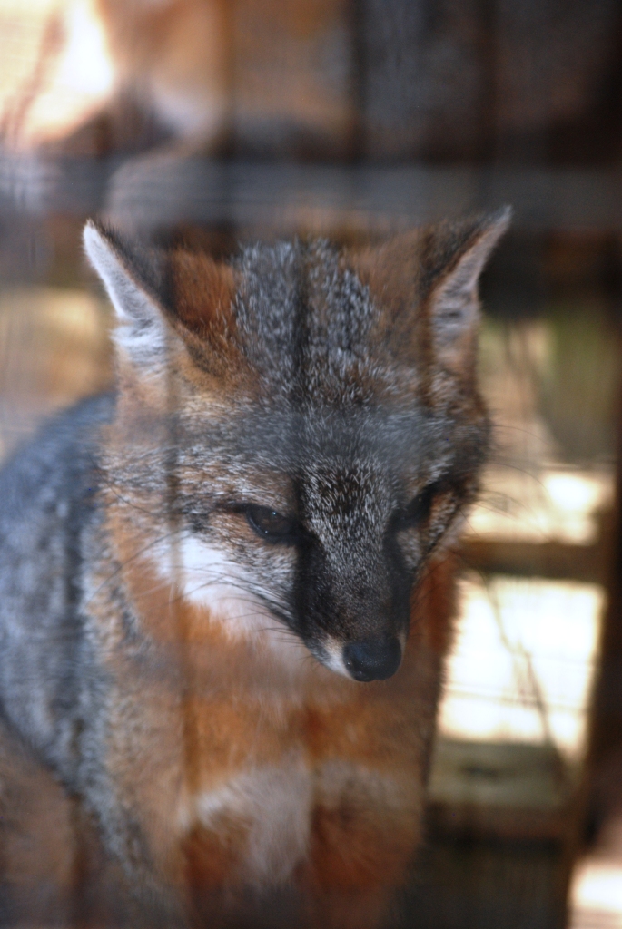 Common Grey Fox at Busch Wildlife Sanctuary, 14/10/13