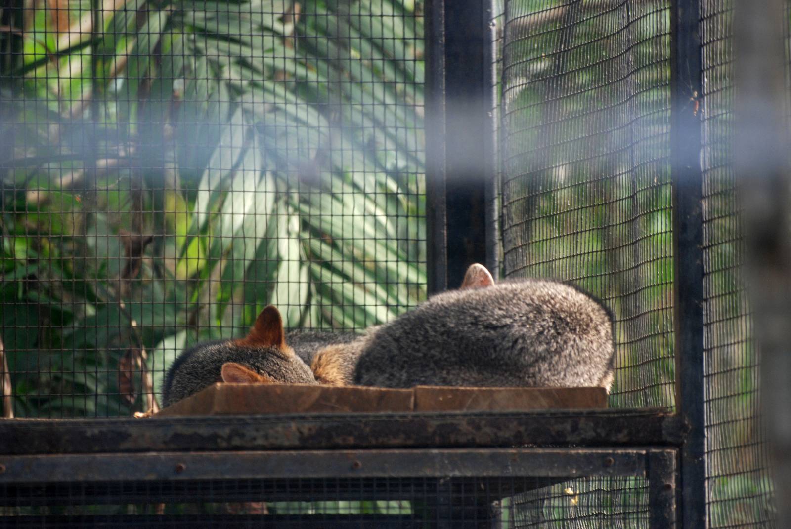 Common Grey Foxes at Zoo Simon Bolivar, 12/04/14