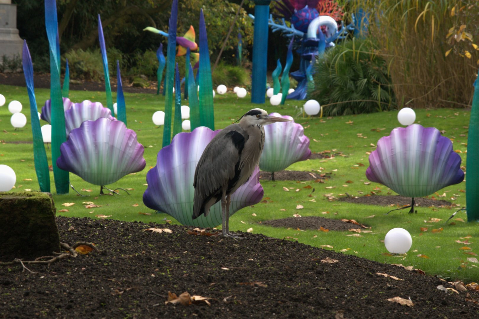 Common Grey Heron (Ardea cinerea cinerea) (Wild), 31-10-25