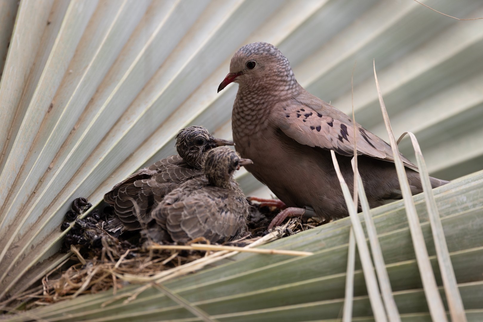 Common Ground Dove (Columbina passerina) - Desert