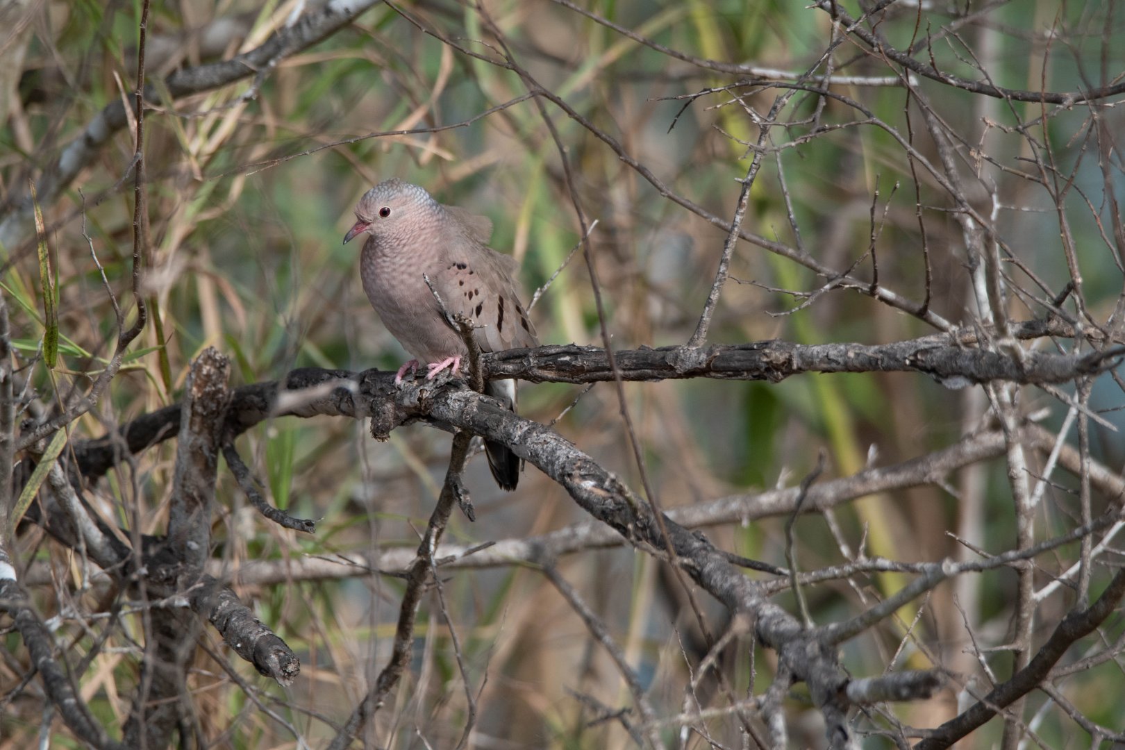 Common Ground Dove (Columbina passerina pallescens?)