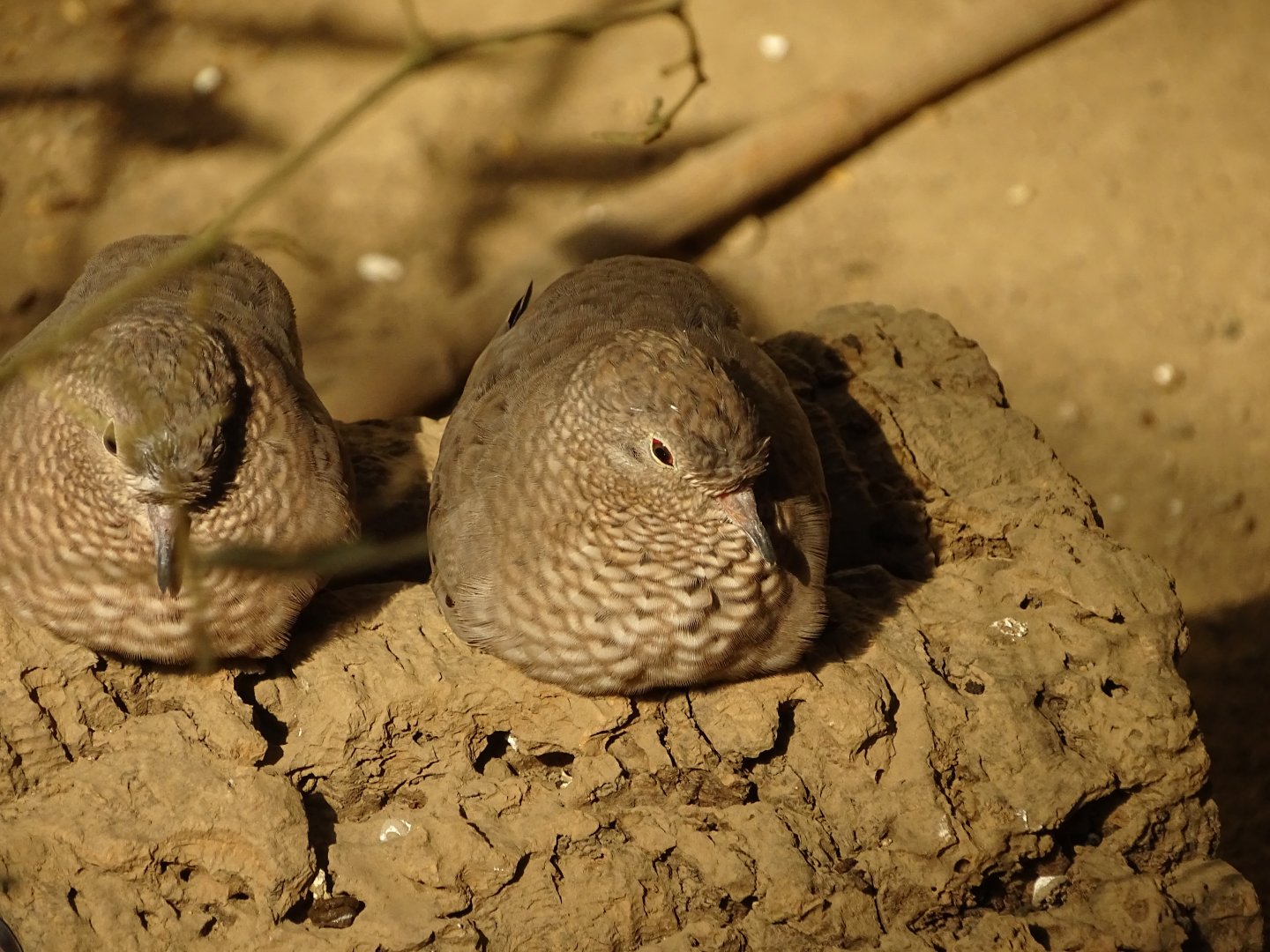 Common ground dove (Columbina passerina)