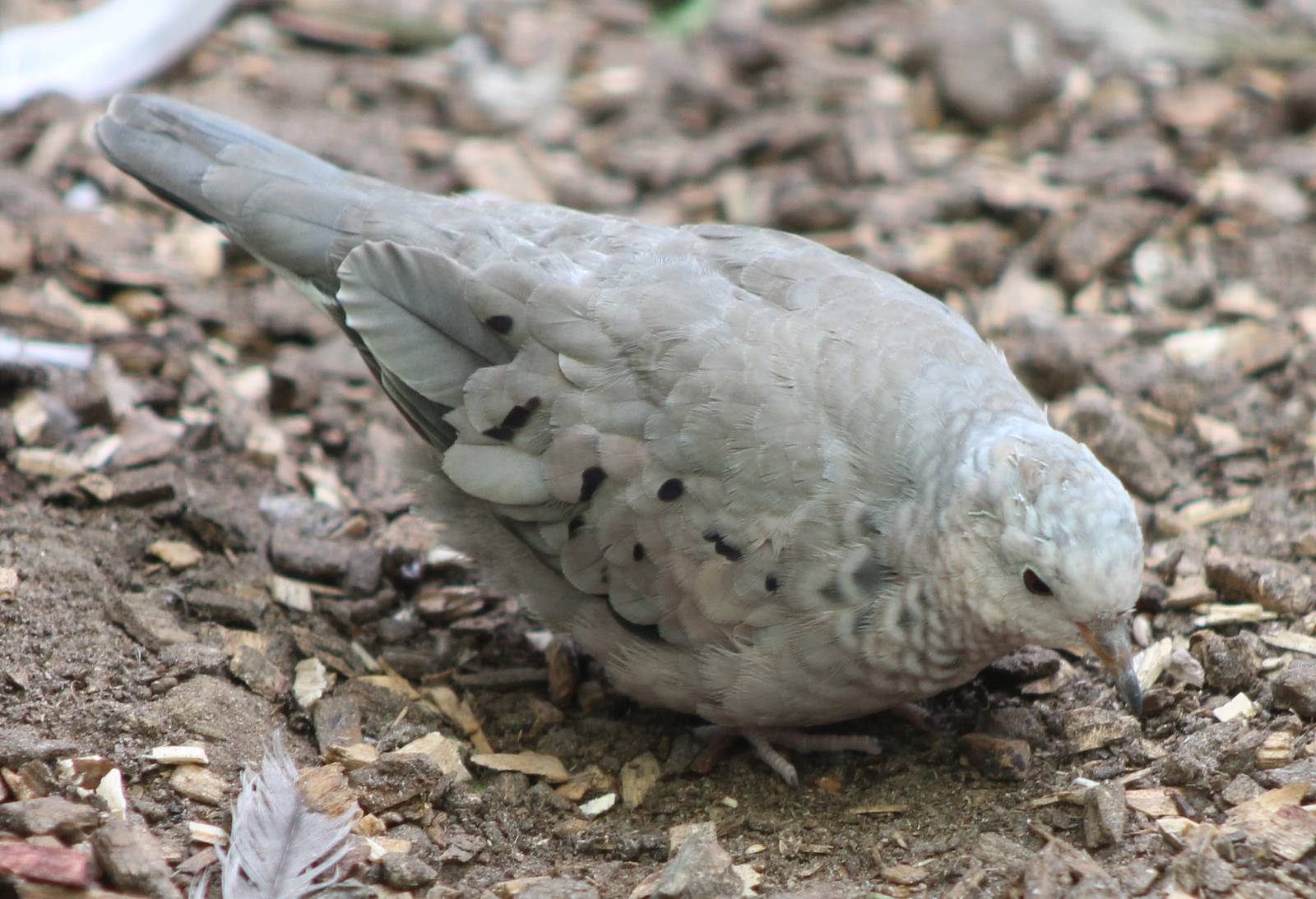 Common ground dove