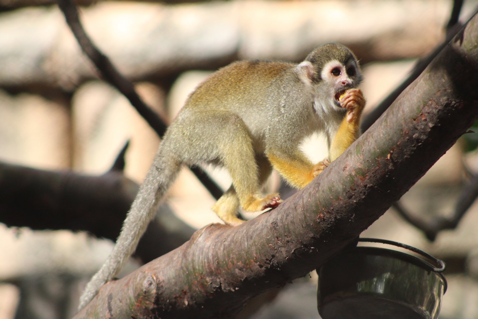 Common / Guianan Squirrel Monkey (Saimiri sciureus)