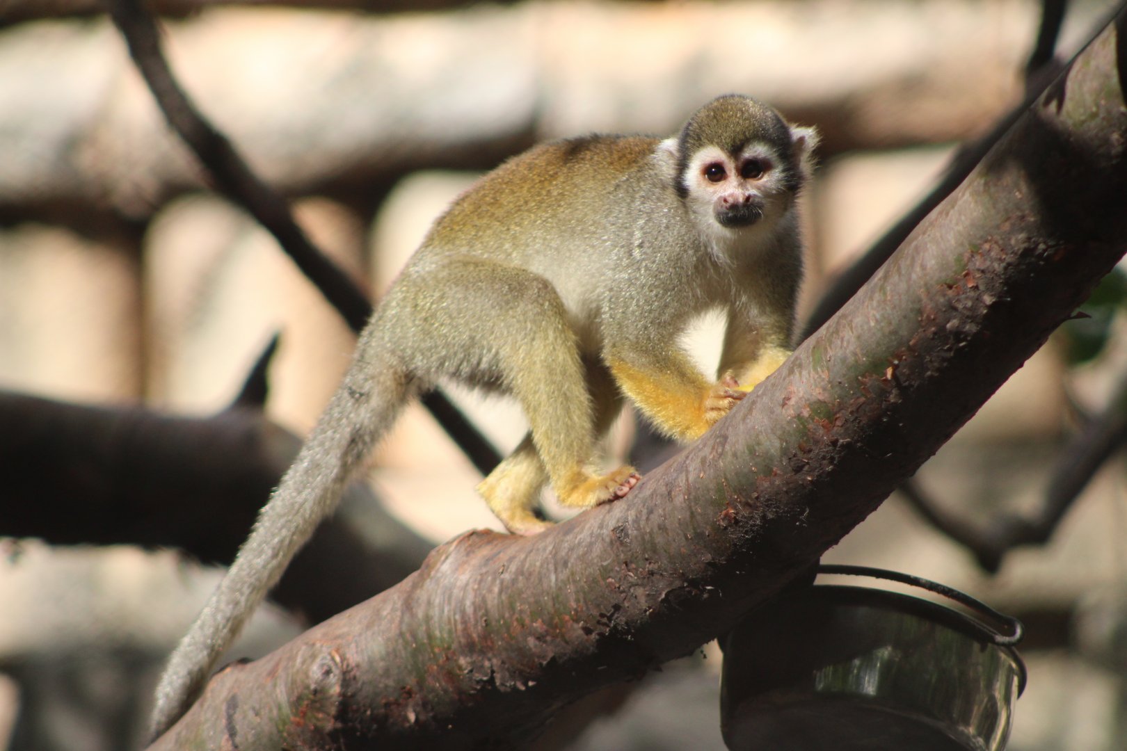 Common / Guianan Squirrel Monkey (Saimiri sciureus)
