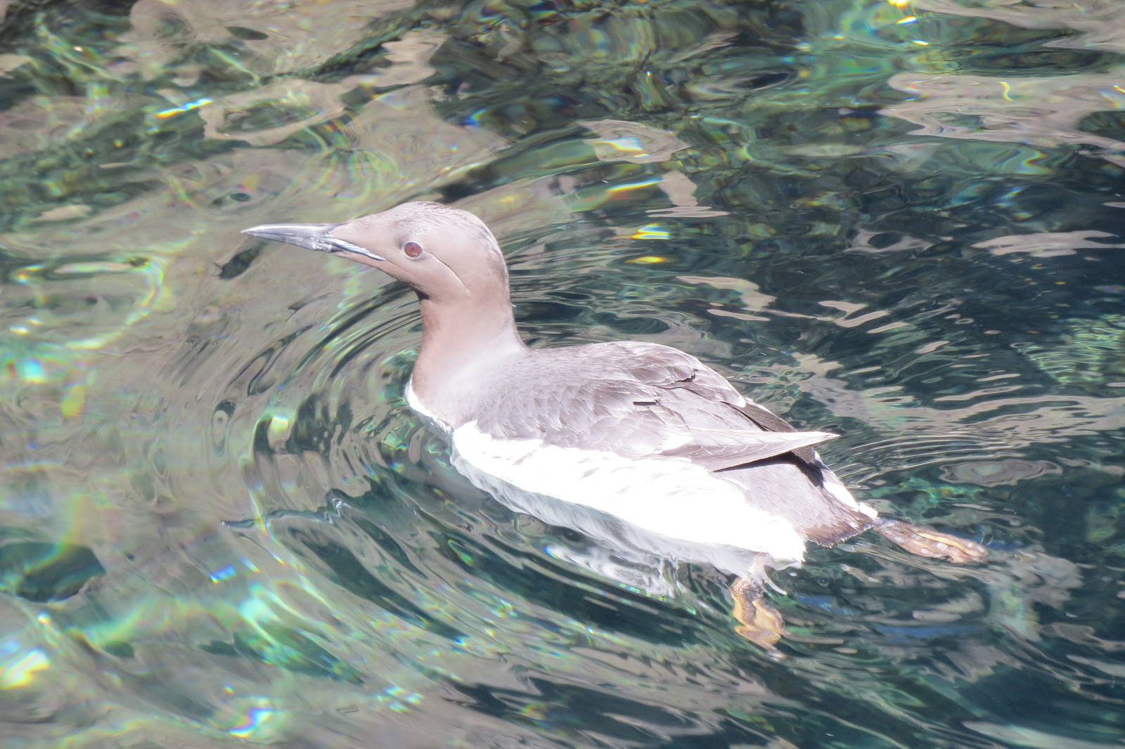 Common Guillemot 160515