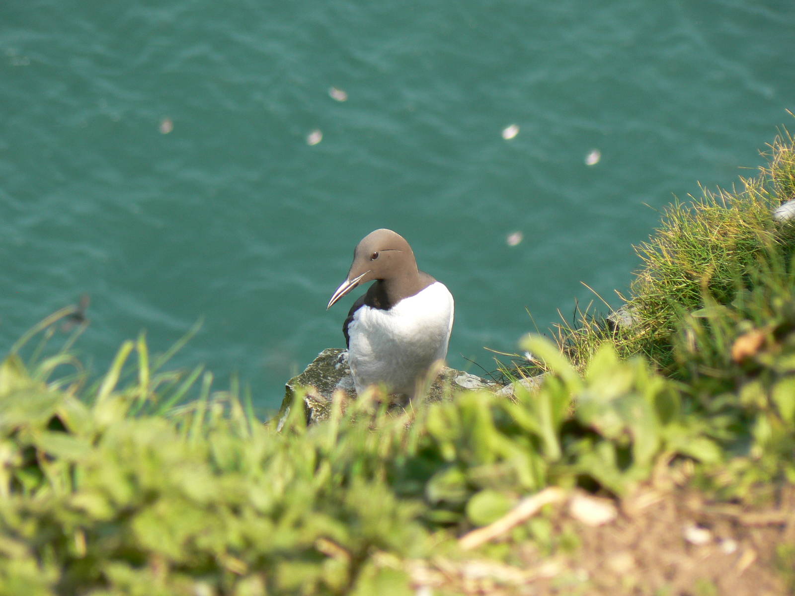 Common Guillemot - 5 May 2016, RSPB Bempton Cliffs