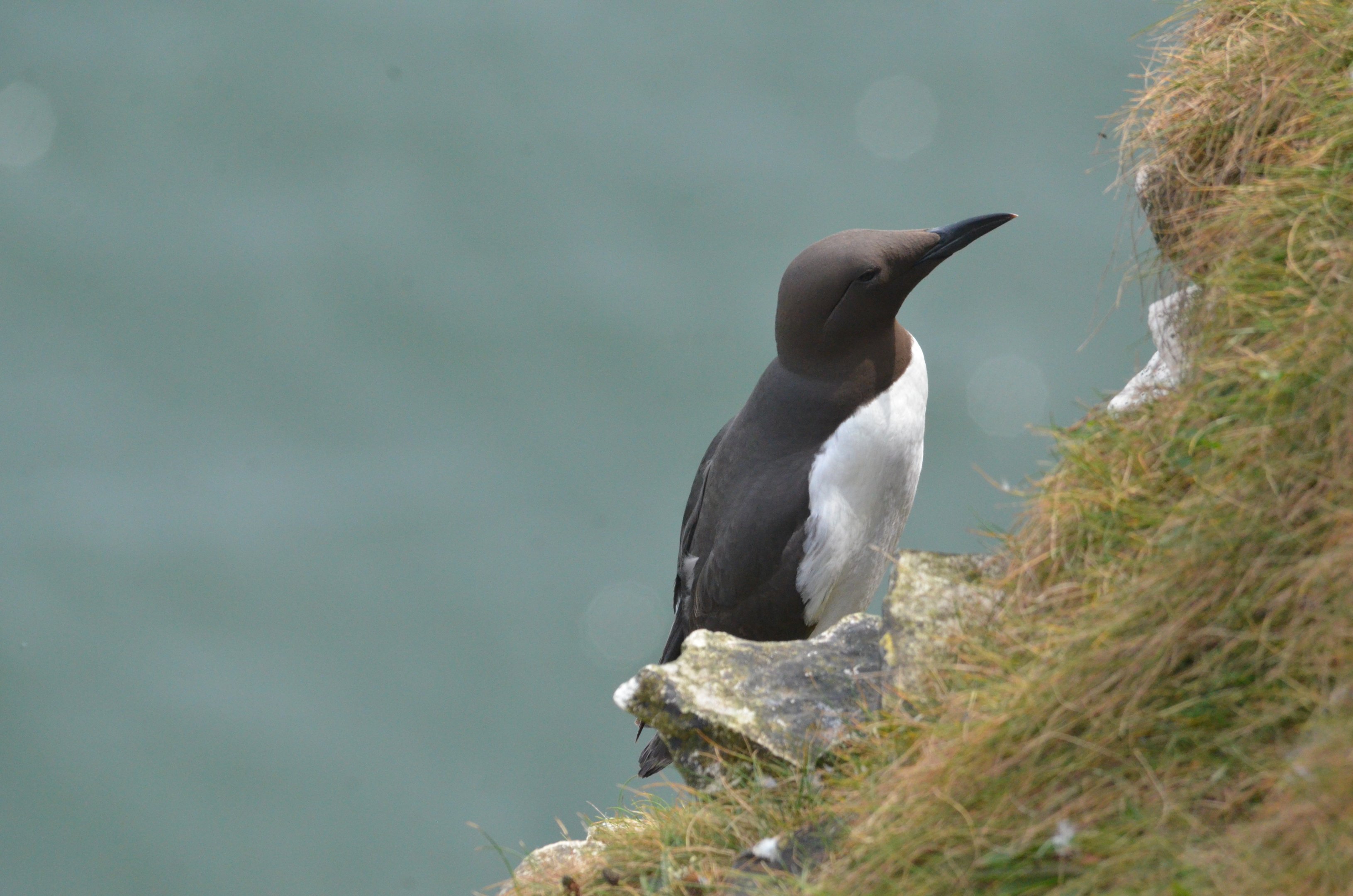 Common Guillemot at Bempton Cliffs, 22/05/17
