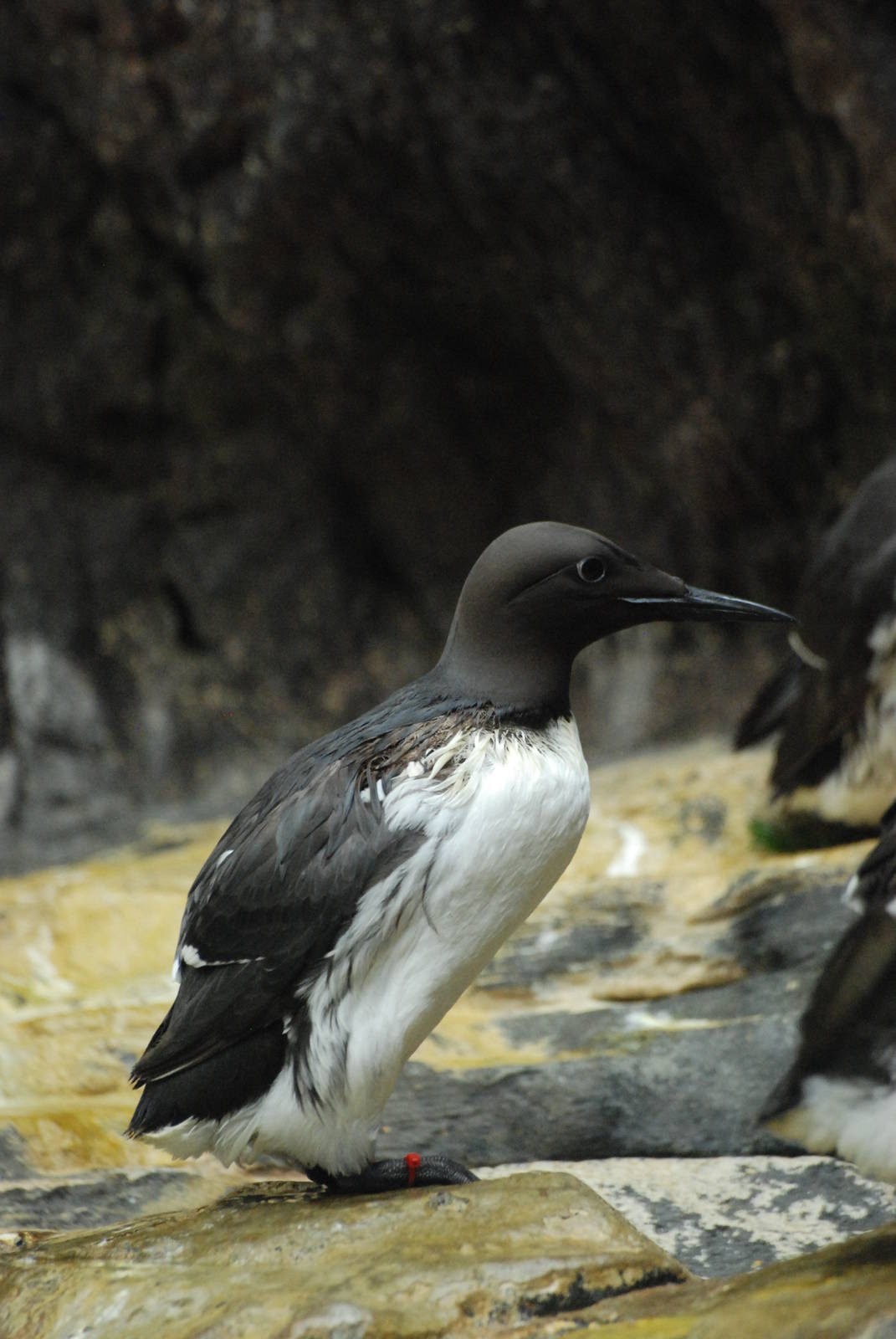 Common Guillemot at Lisbon Oceanarium, 25/05/11