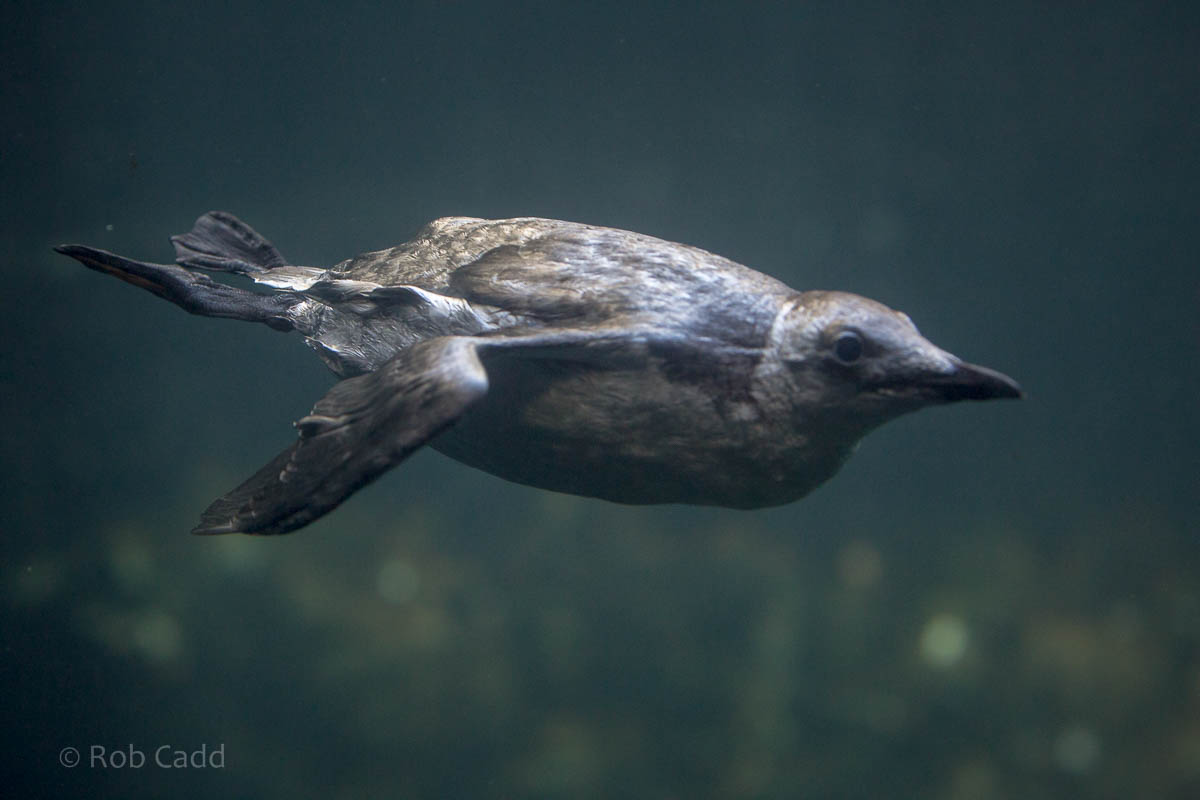 Common guillemot : Living Coasts : 24 Sep 2015