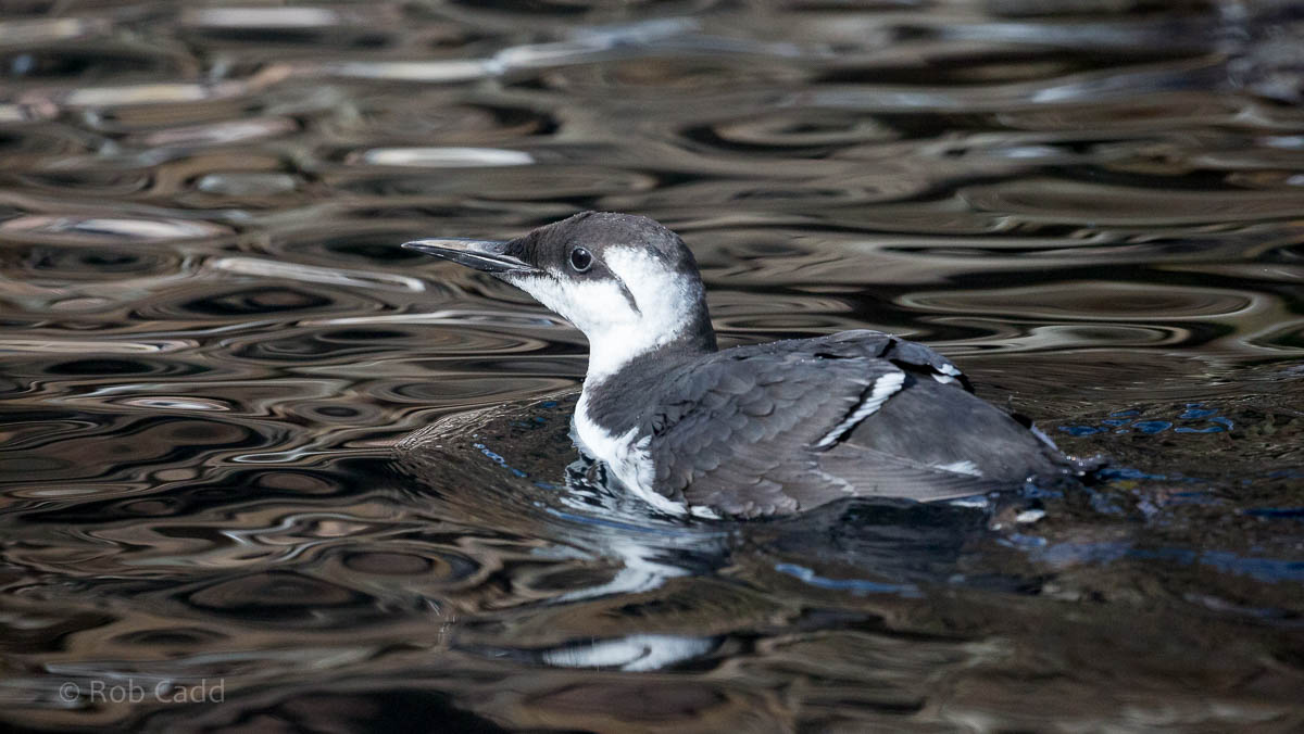 Common guillemot : Living Coasts : 24 Sep 2015