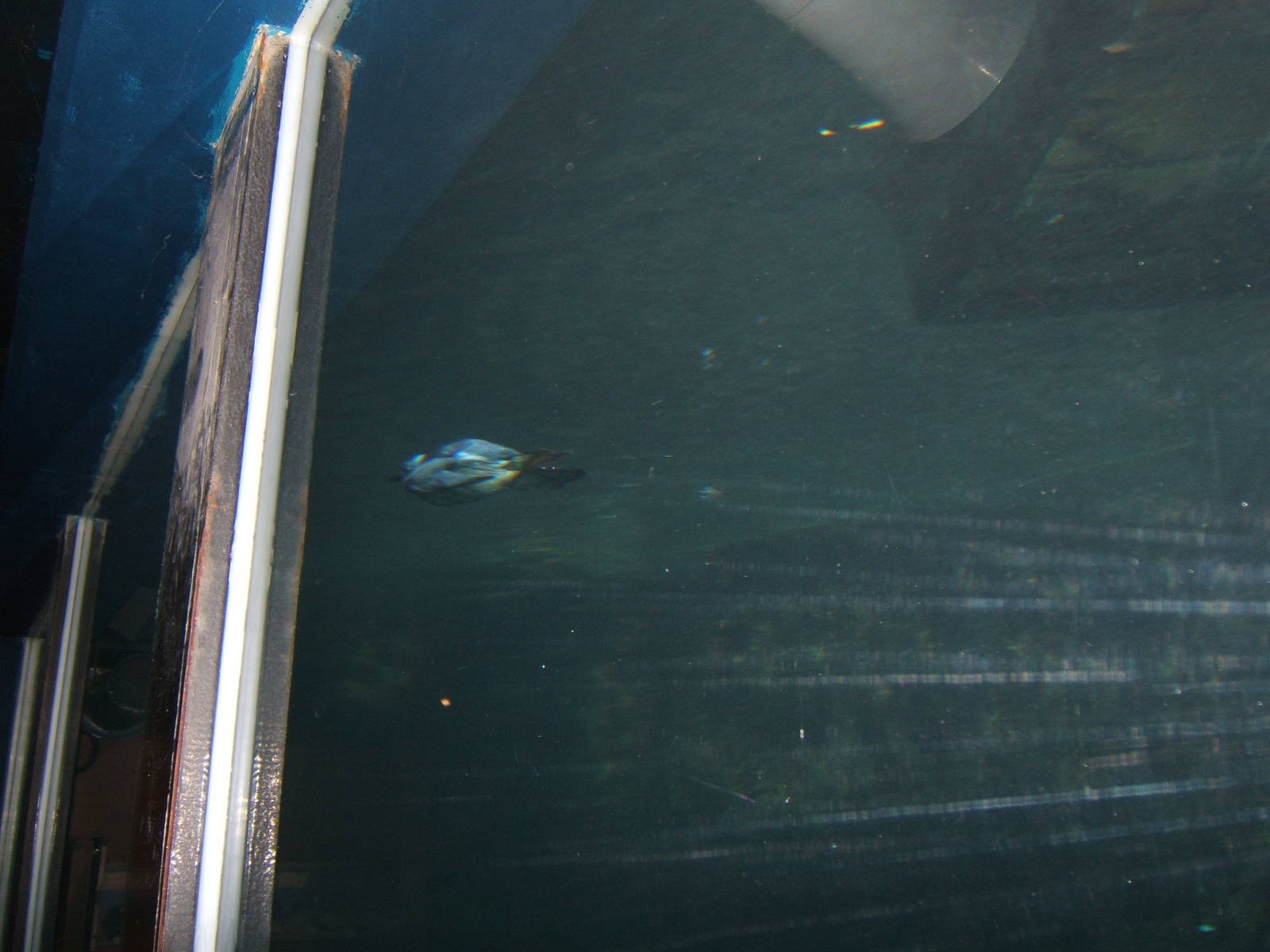 Common Guillemot under water