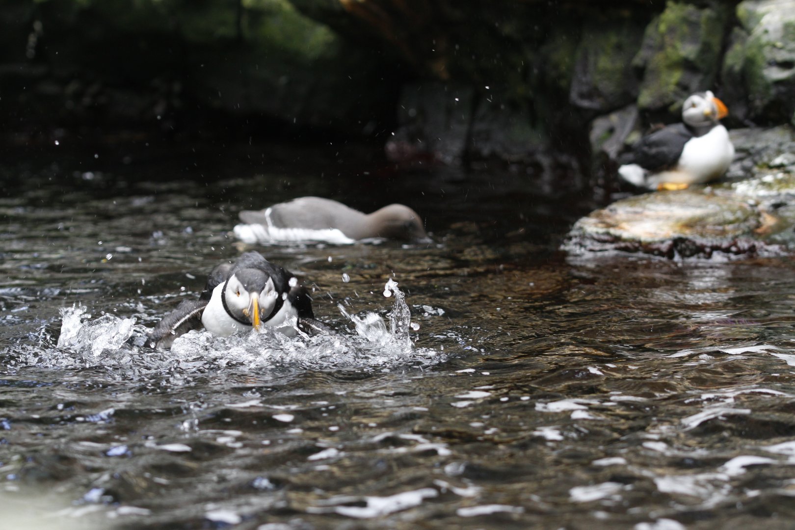 Common guillemot (Uria aalge) and Atlantic puffin (Fratercula arctica)