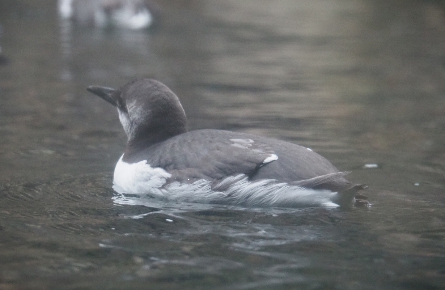 Common guillemot (Uria aalge), Nov 10th, 2018