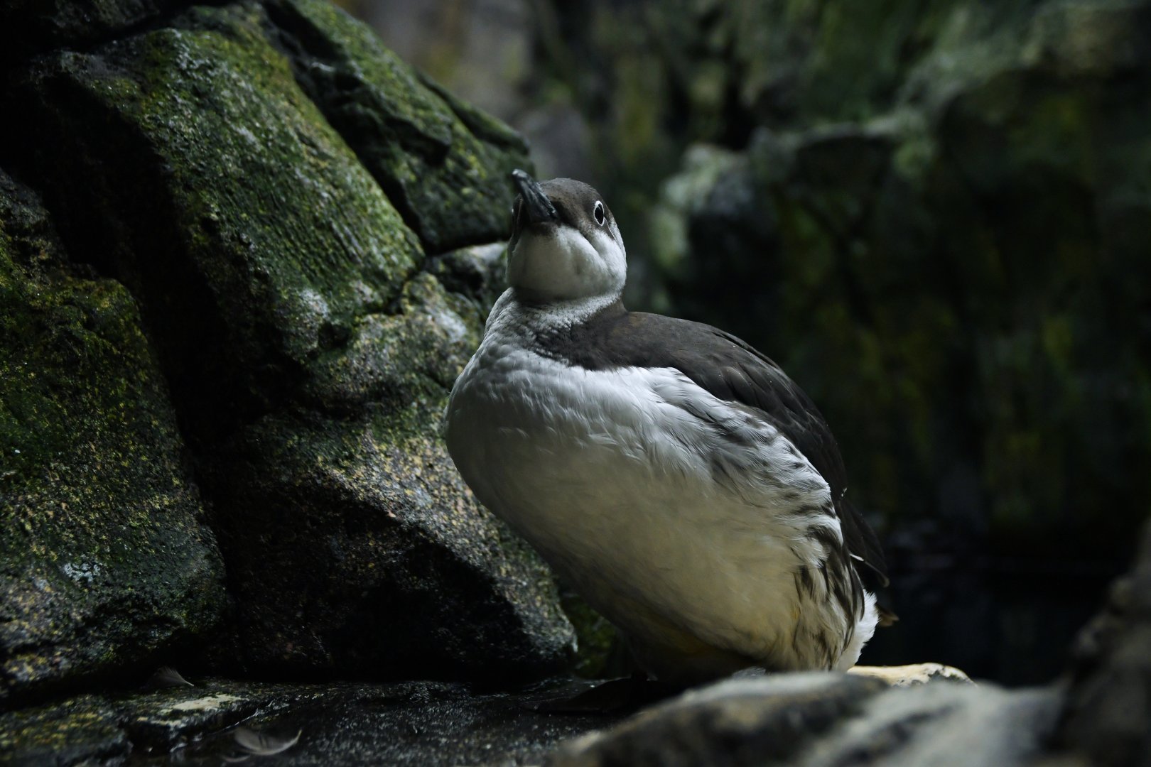 Common guillemot (Uria aalge)