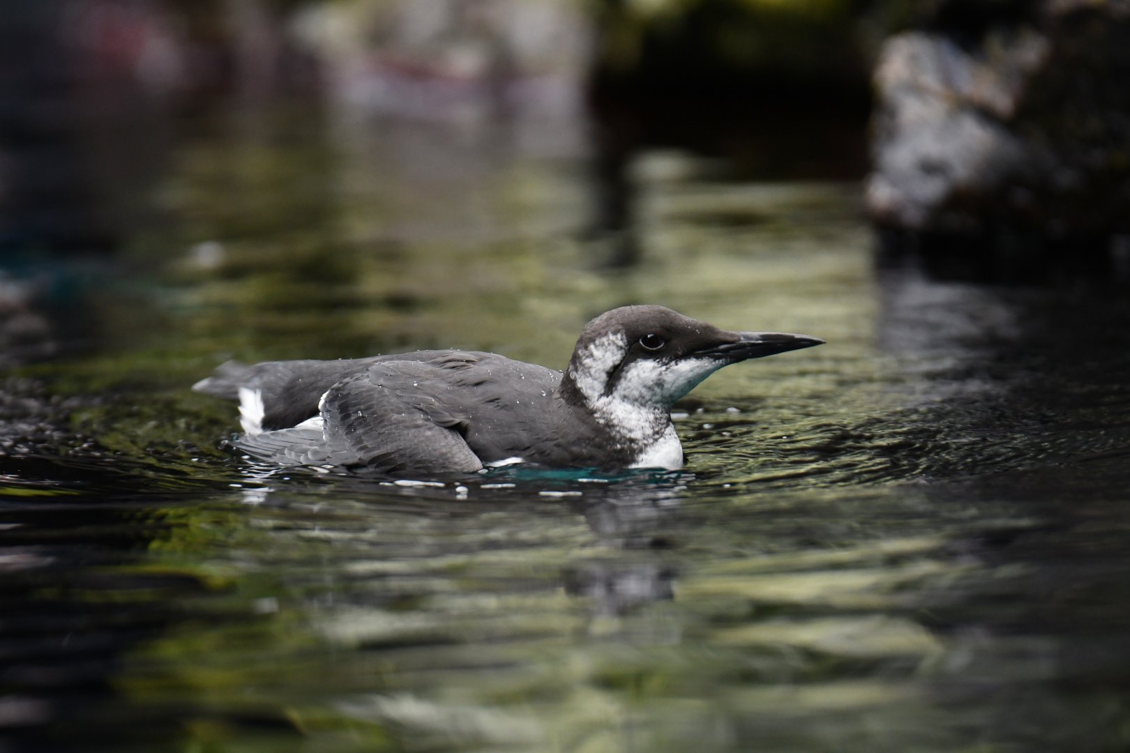 Common guillemot (Uria aalge)