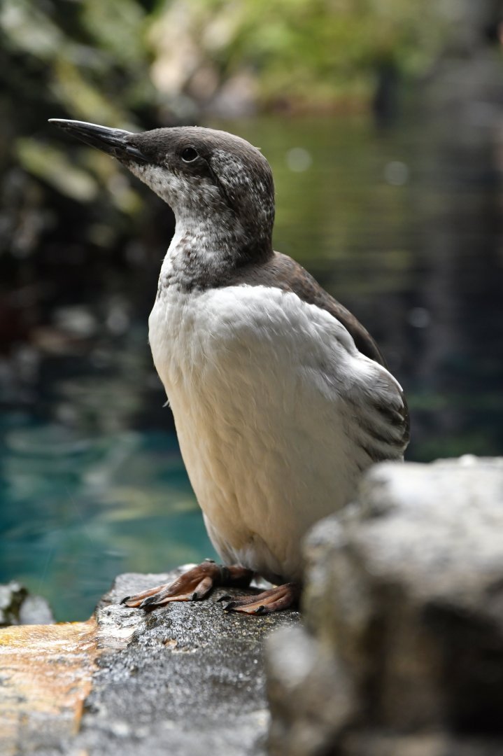 Common guillemot (Uria aalge)