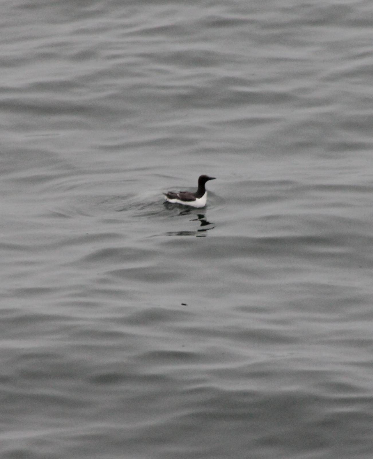 Common guillemot