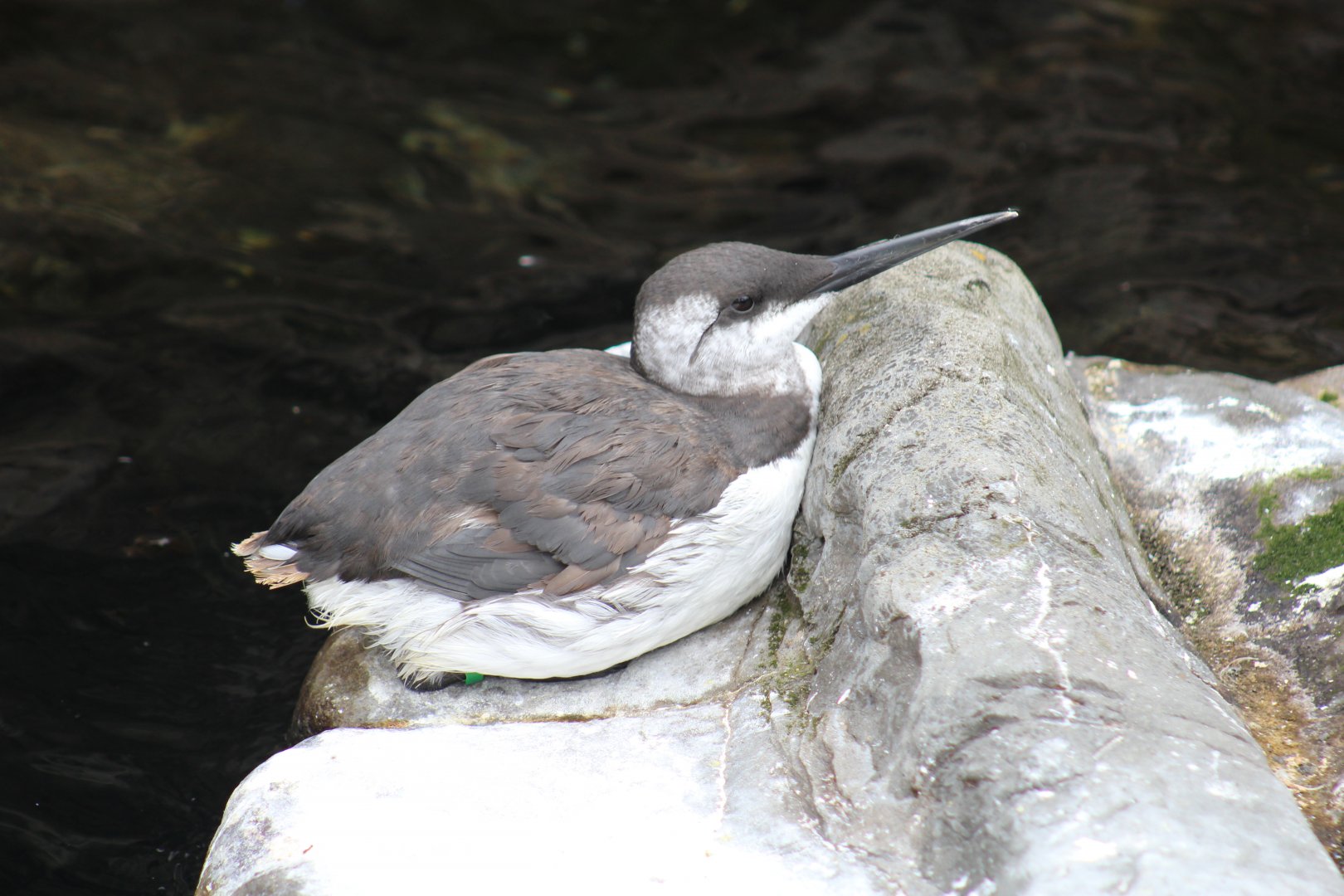 Common Guillemot