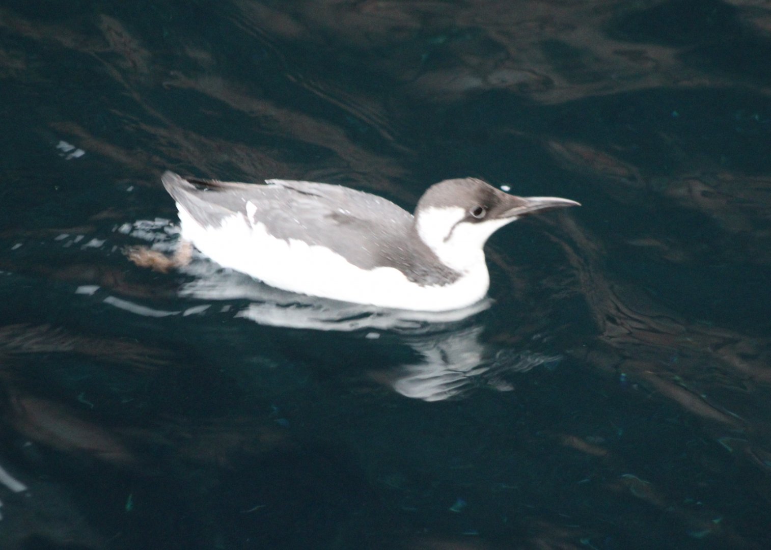 Common guillemot