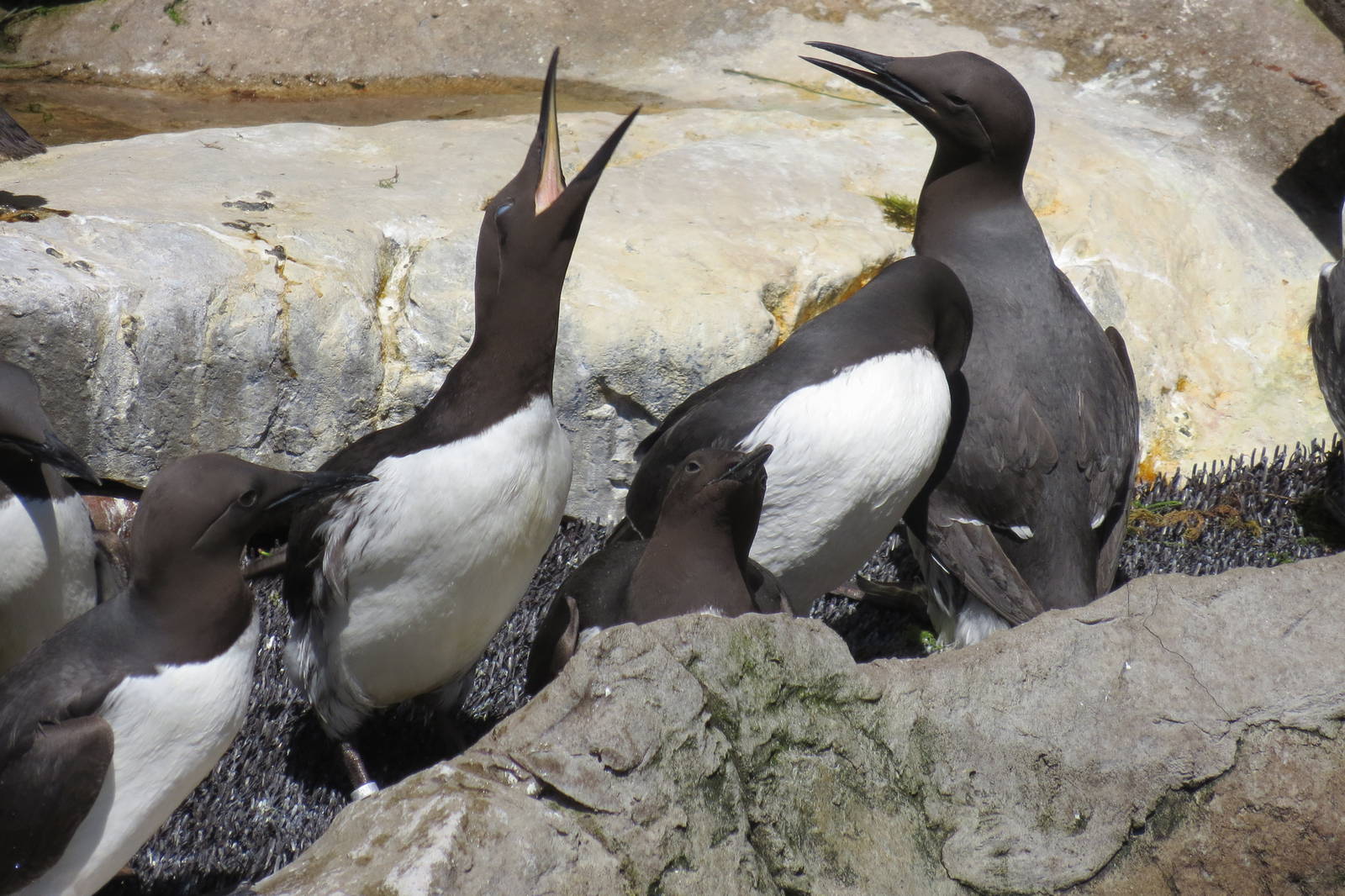 Common Guillemots 160515