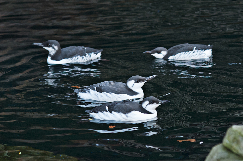 Common guillemots at Hamburg
