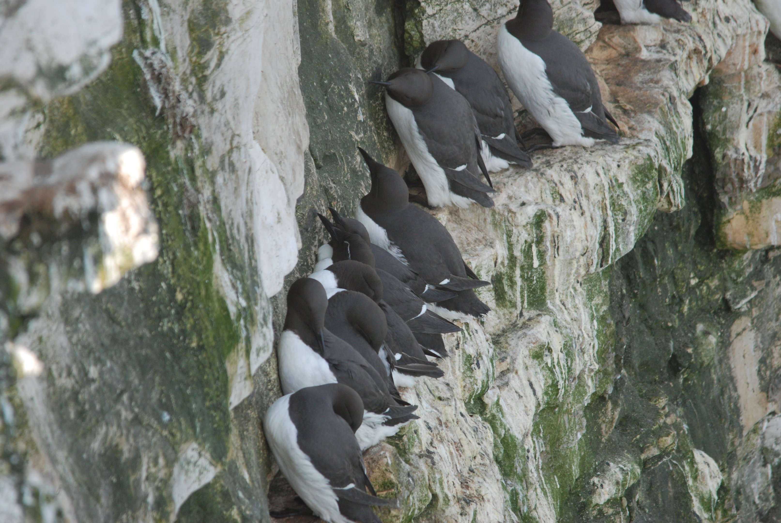 Common Guillemots at RSPB Bempton Cliffs, 16th April 2022