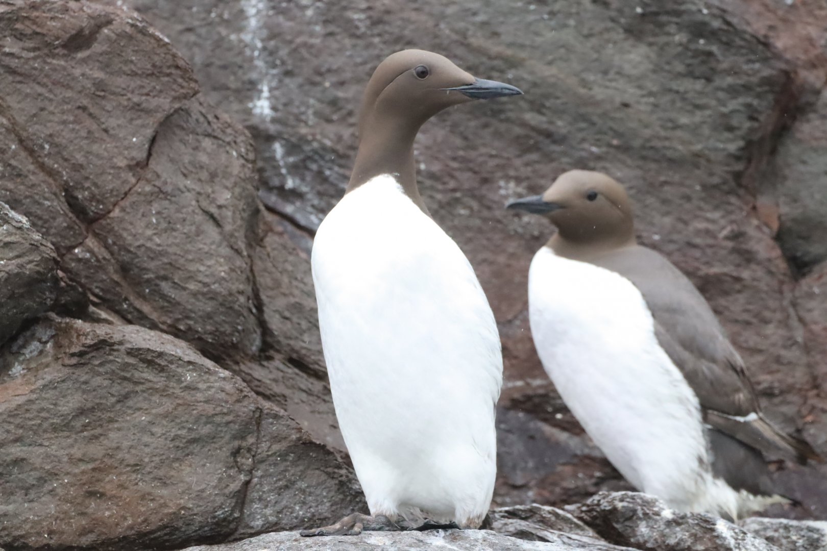 Common guillemots, Bass Rock