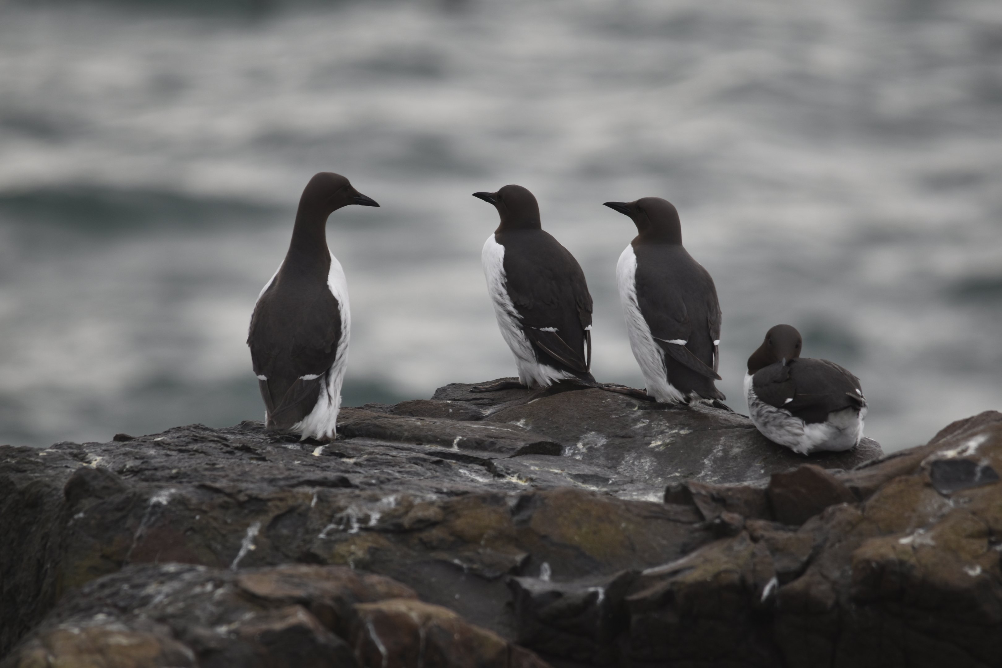 Common Guillemots, Inner Farne, Farne Islands, 8th April 2024