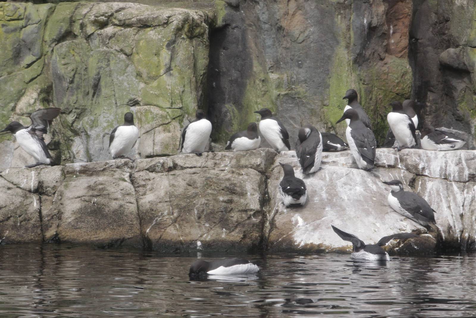Common guillemots (Uria aalge)