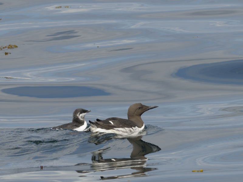 Common guillemots