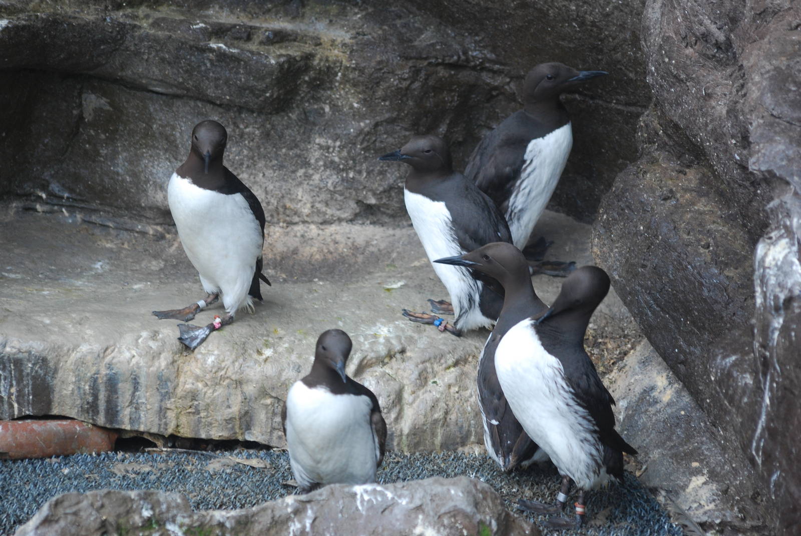 Common guillemots
