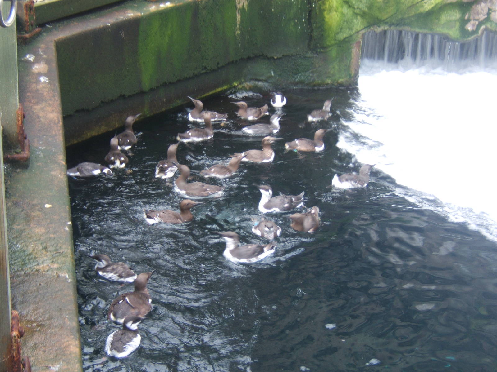 Common Guillemots