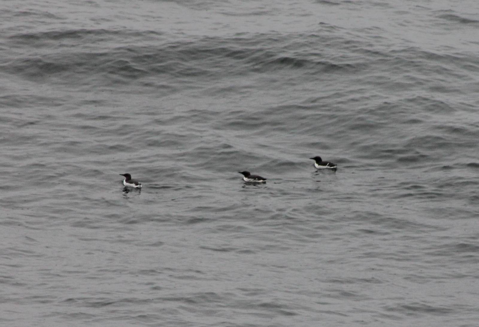 Common guillemots