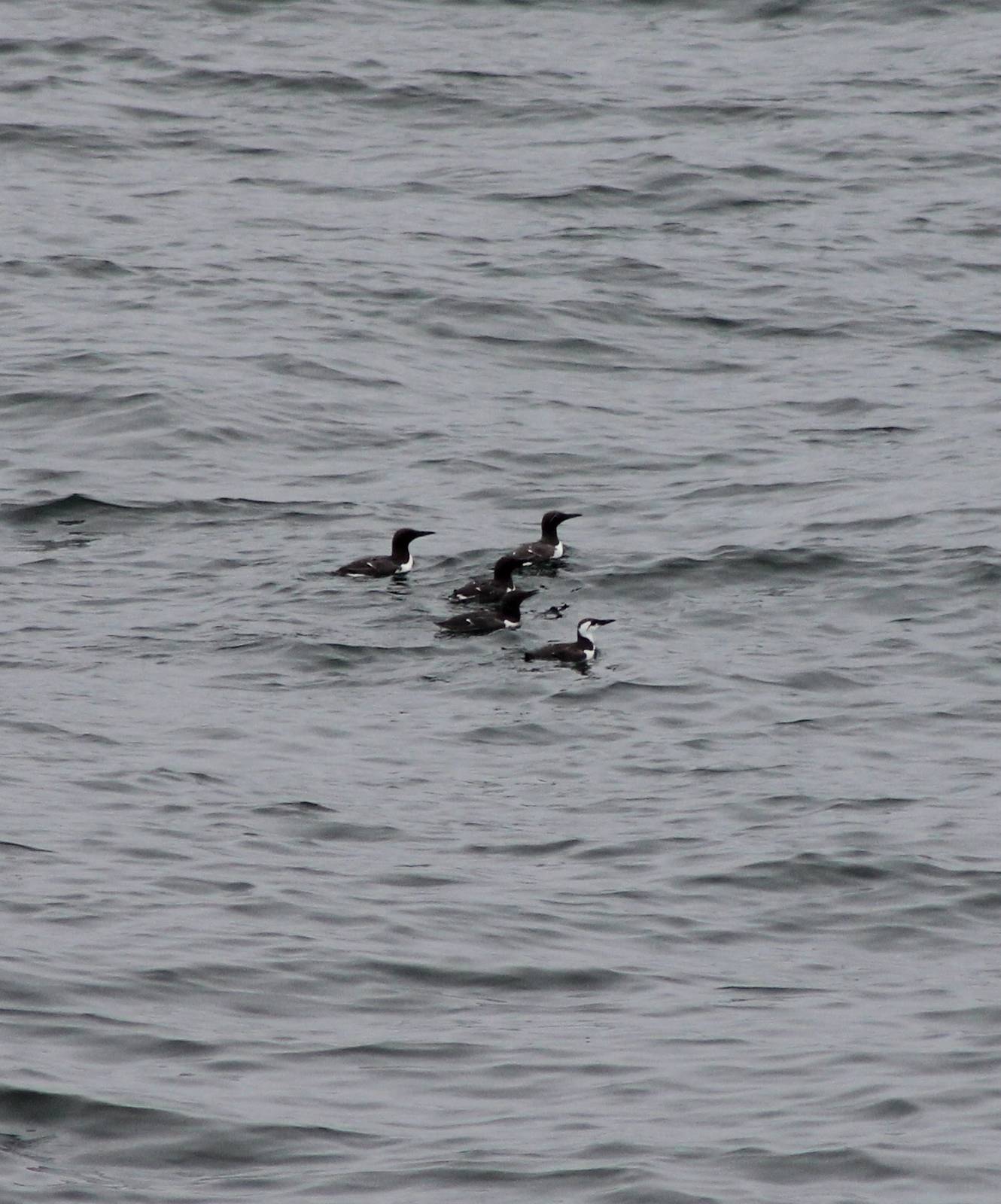 Common guillemots