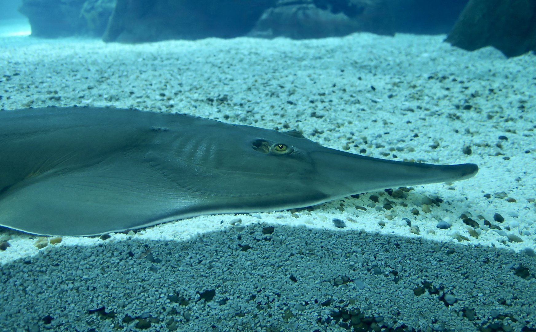 Common Guitarfish (Rhinobatos rhinobatos)