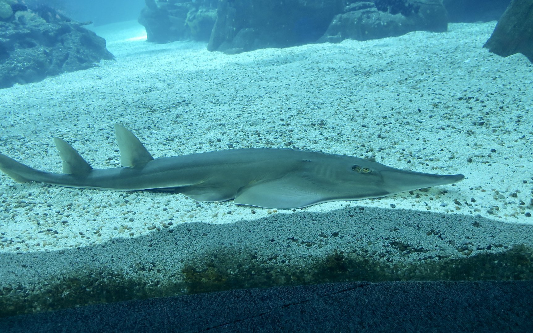 Common Guitarfish (Rhinobatos rhinobatos)